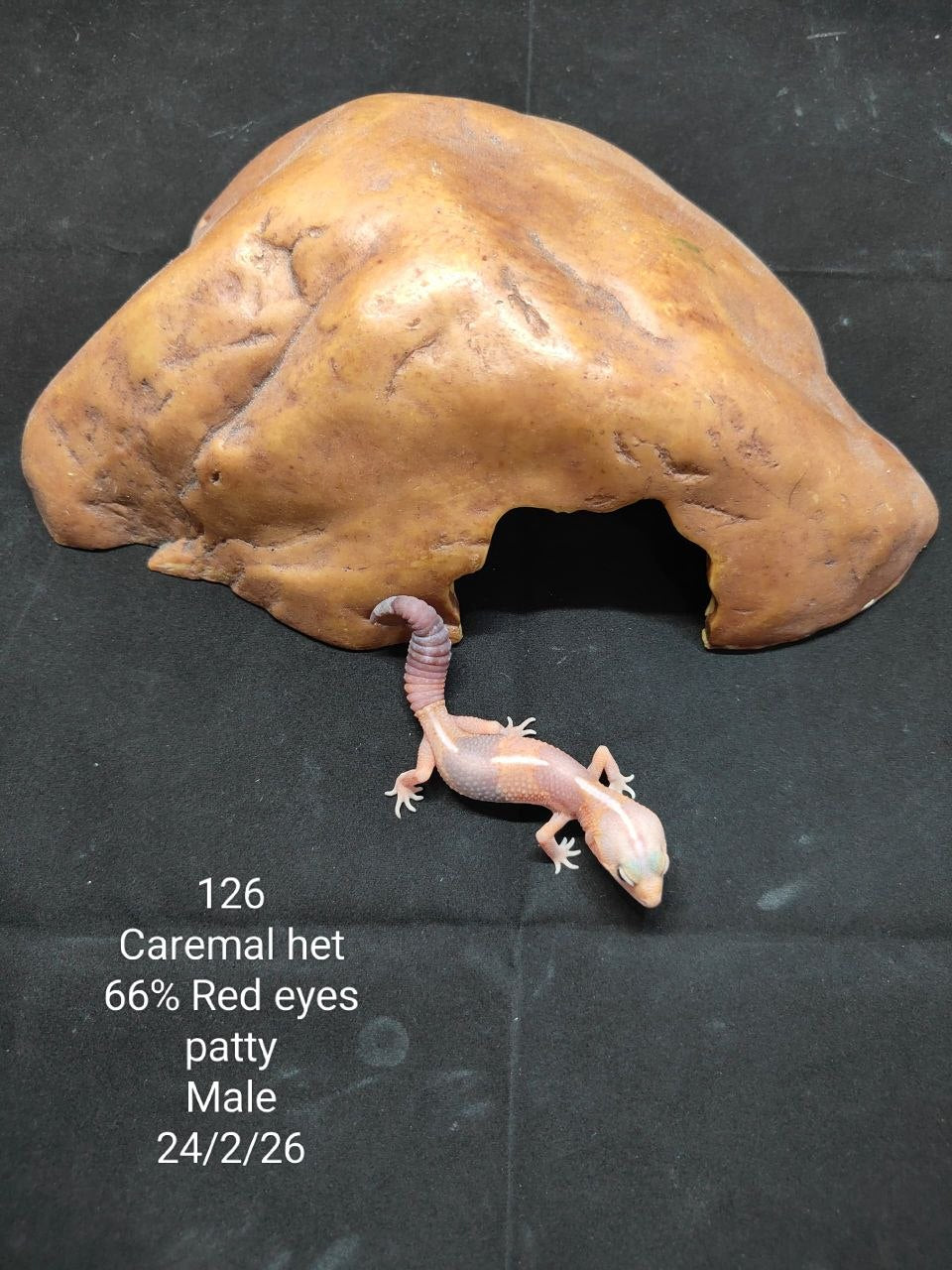 African Fat-Tailed Gecko