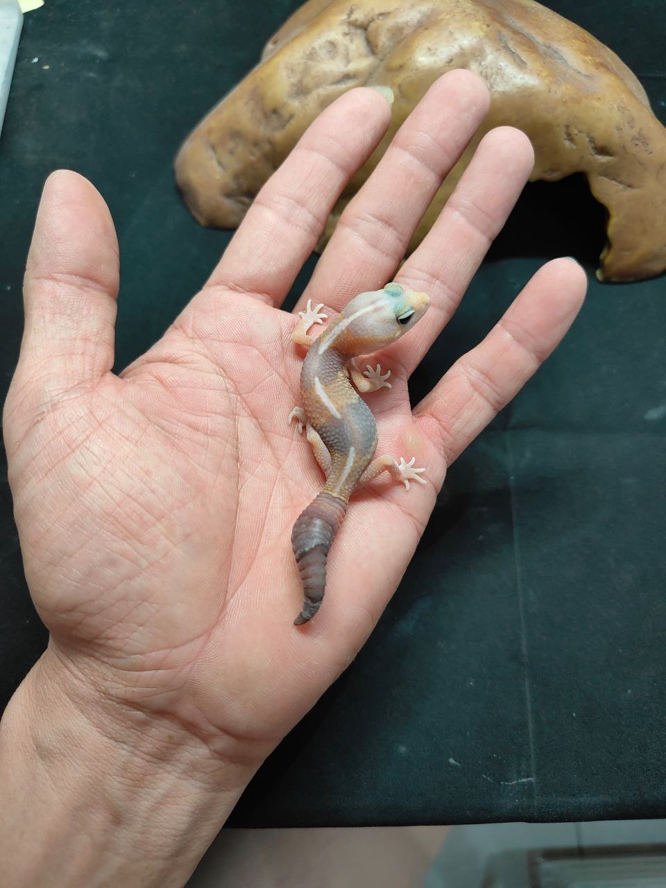 African Fat-Tailed Gecko