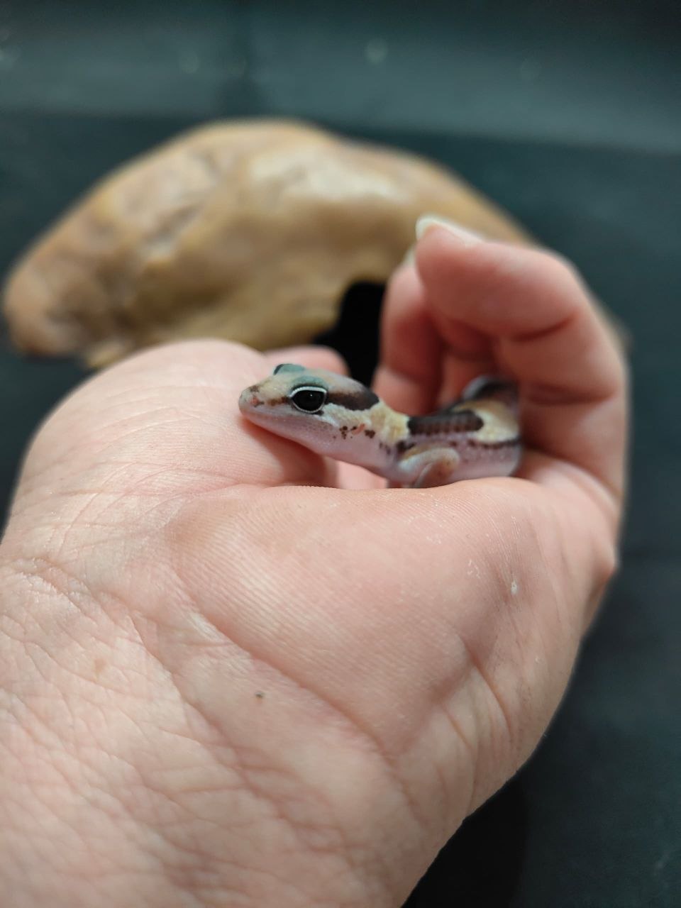 African Fat-Tailed Gecko