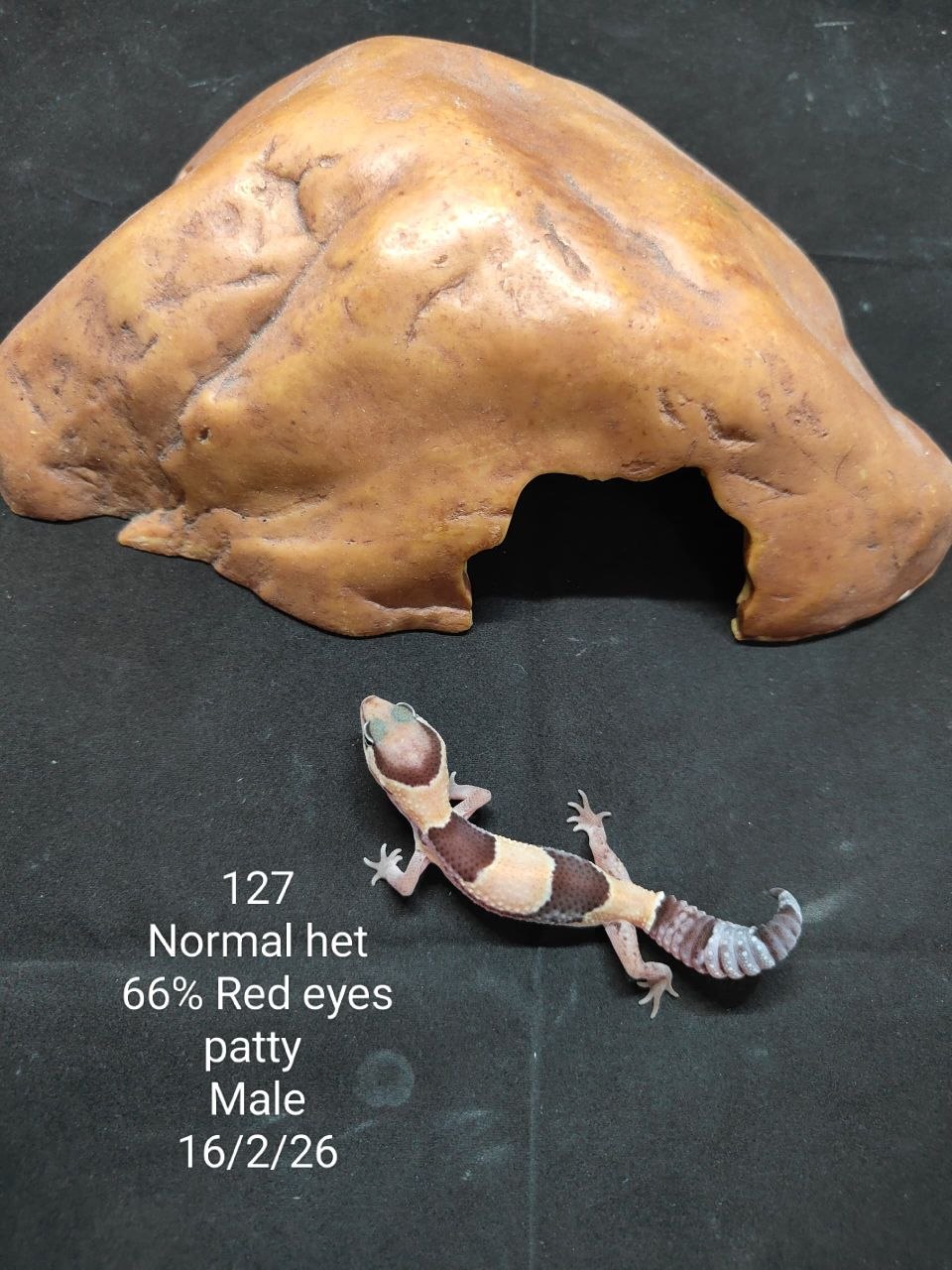 African Fat-Tailed Gecko