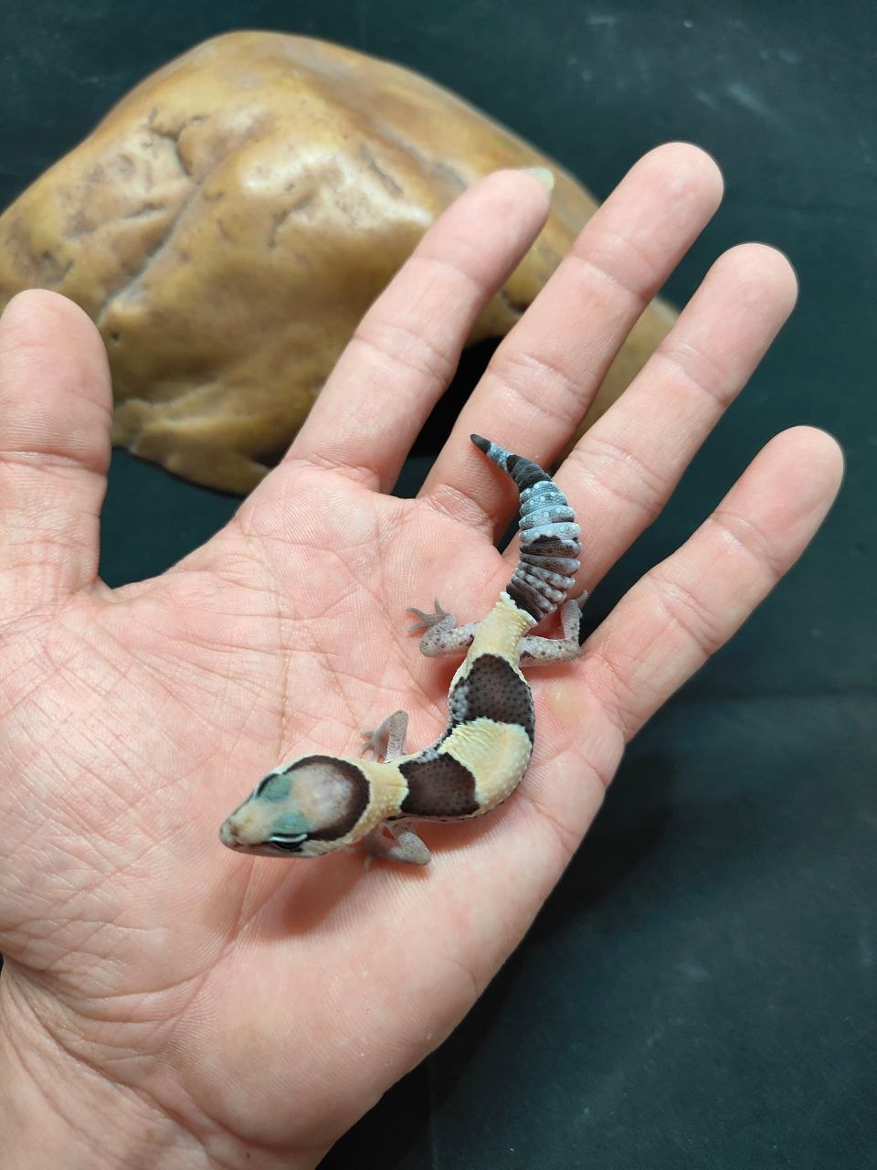 African Fat-Tailed Gecko
