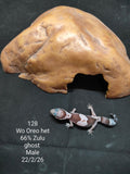 African Fat-Tailed Gecko