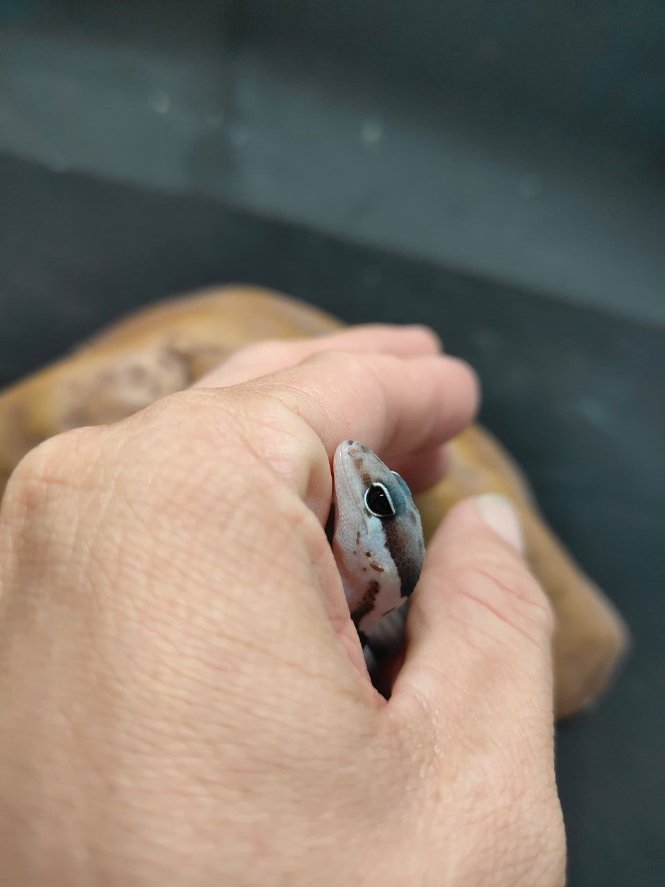 African Fat-Tailed Gecko