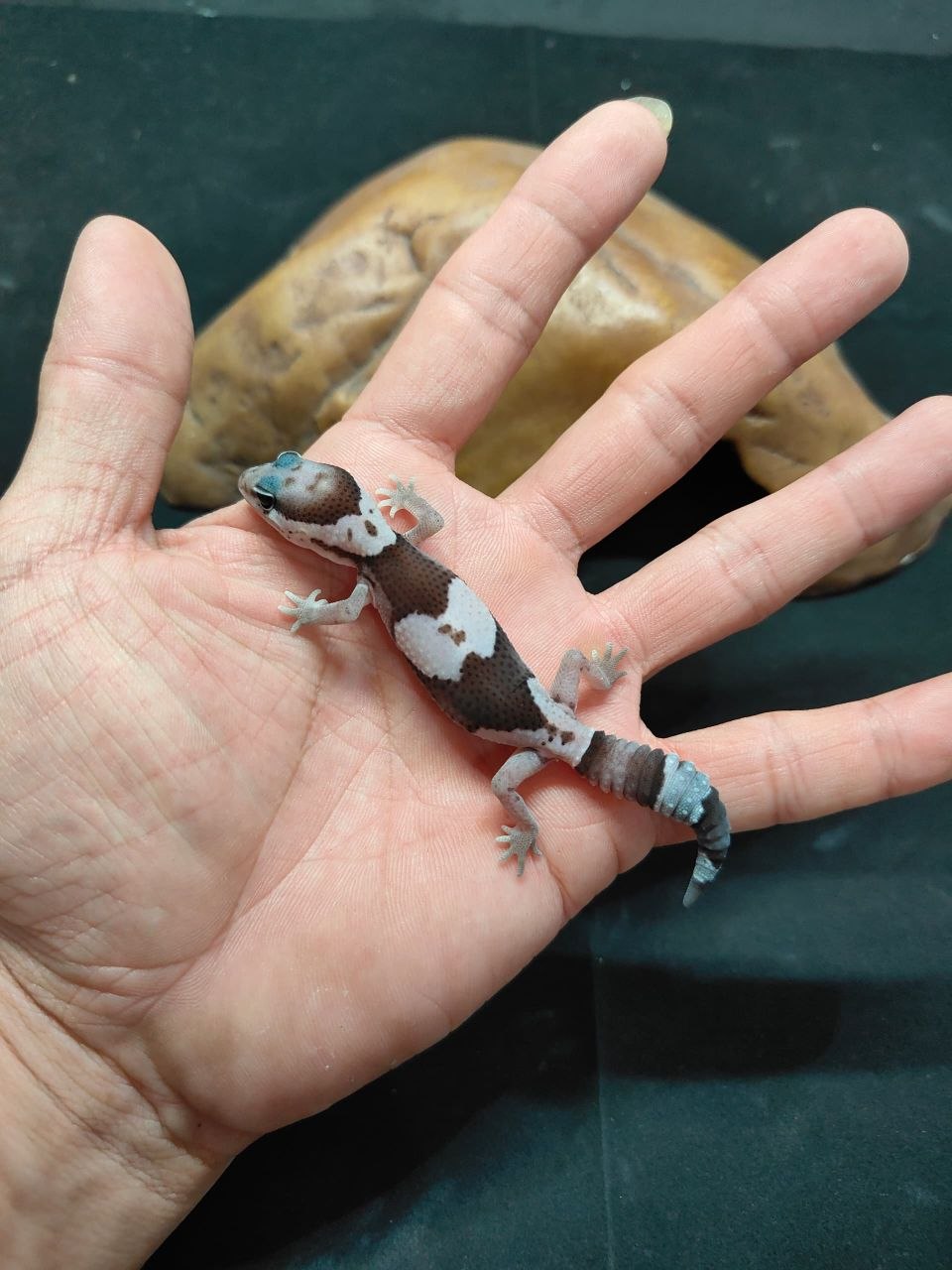 African Fat-Tailed Gecko