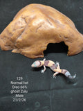 African Fat-Tailed Gecko