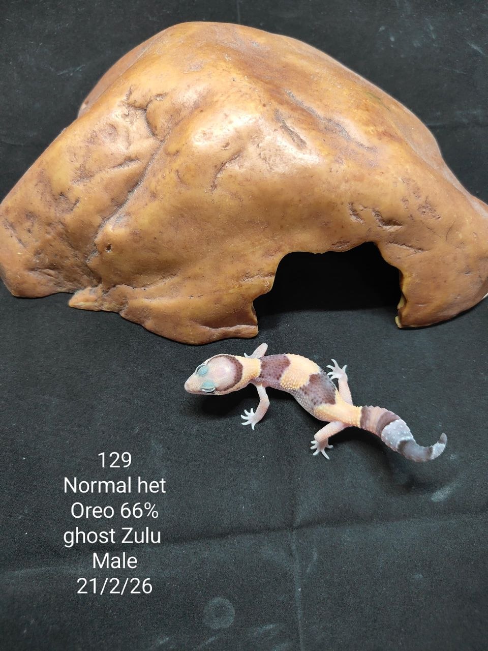 African Fat-Tailed Gecko