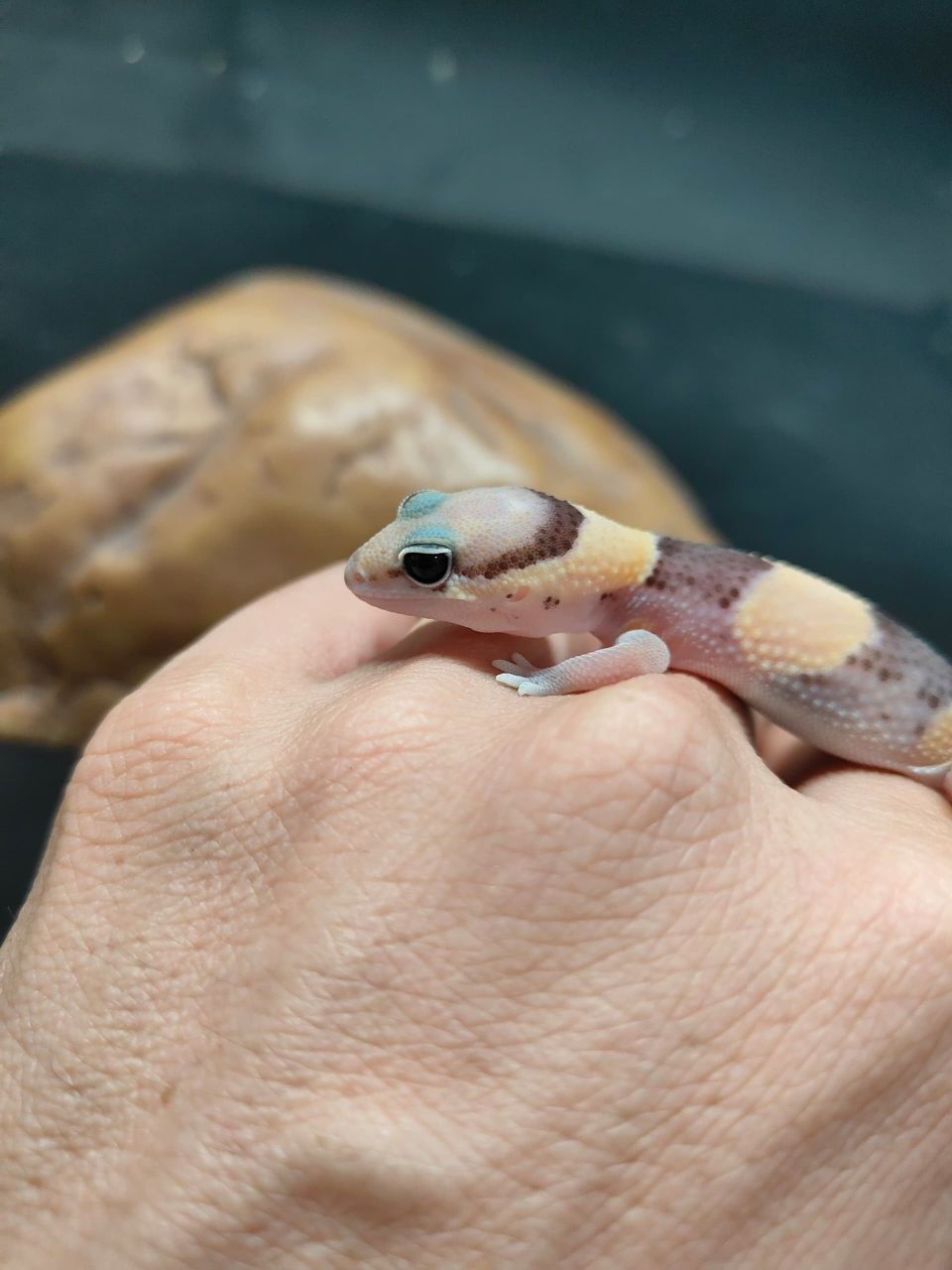 African Fat-Tailed Gecko