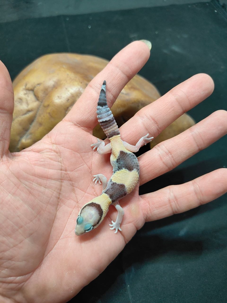 African Fat-Tailed Gecko
