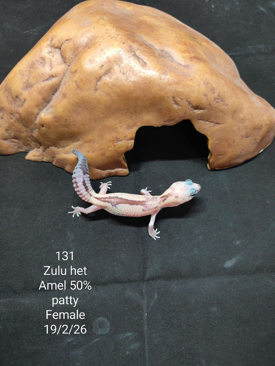 African Fat-Tailed Gecko