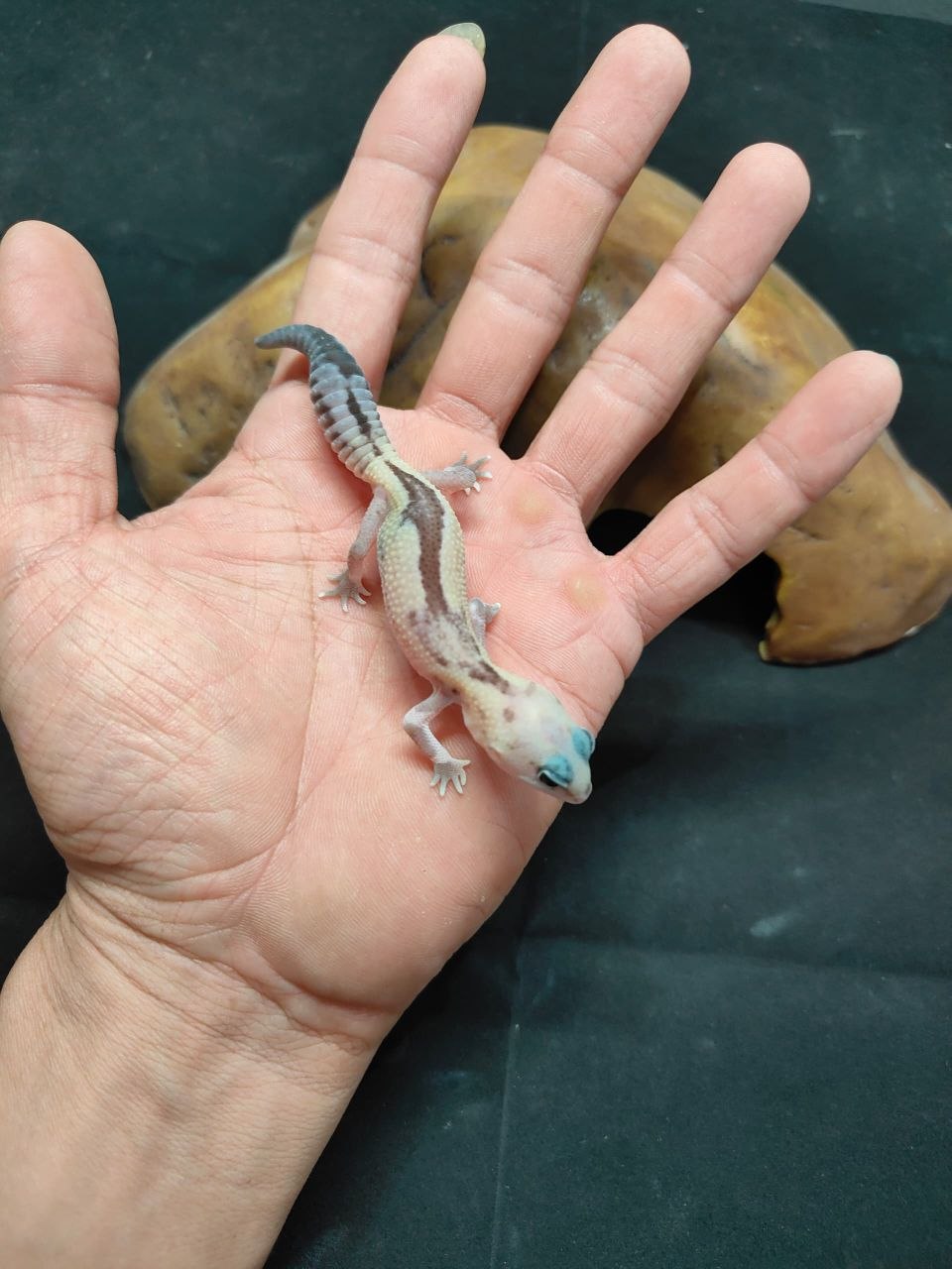 African Fat-Tailed Gecko