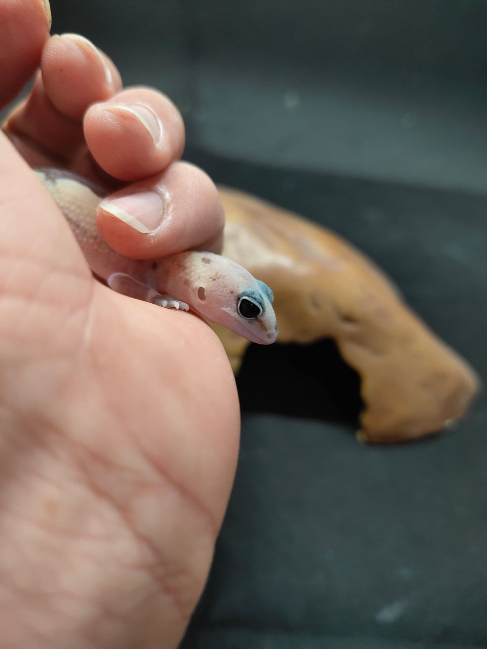 African Fat-Tailed Gecko