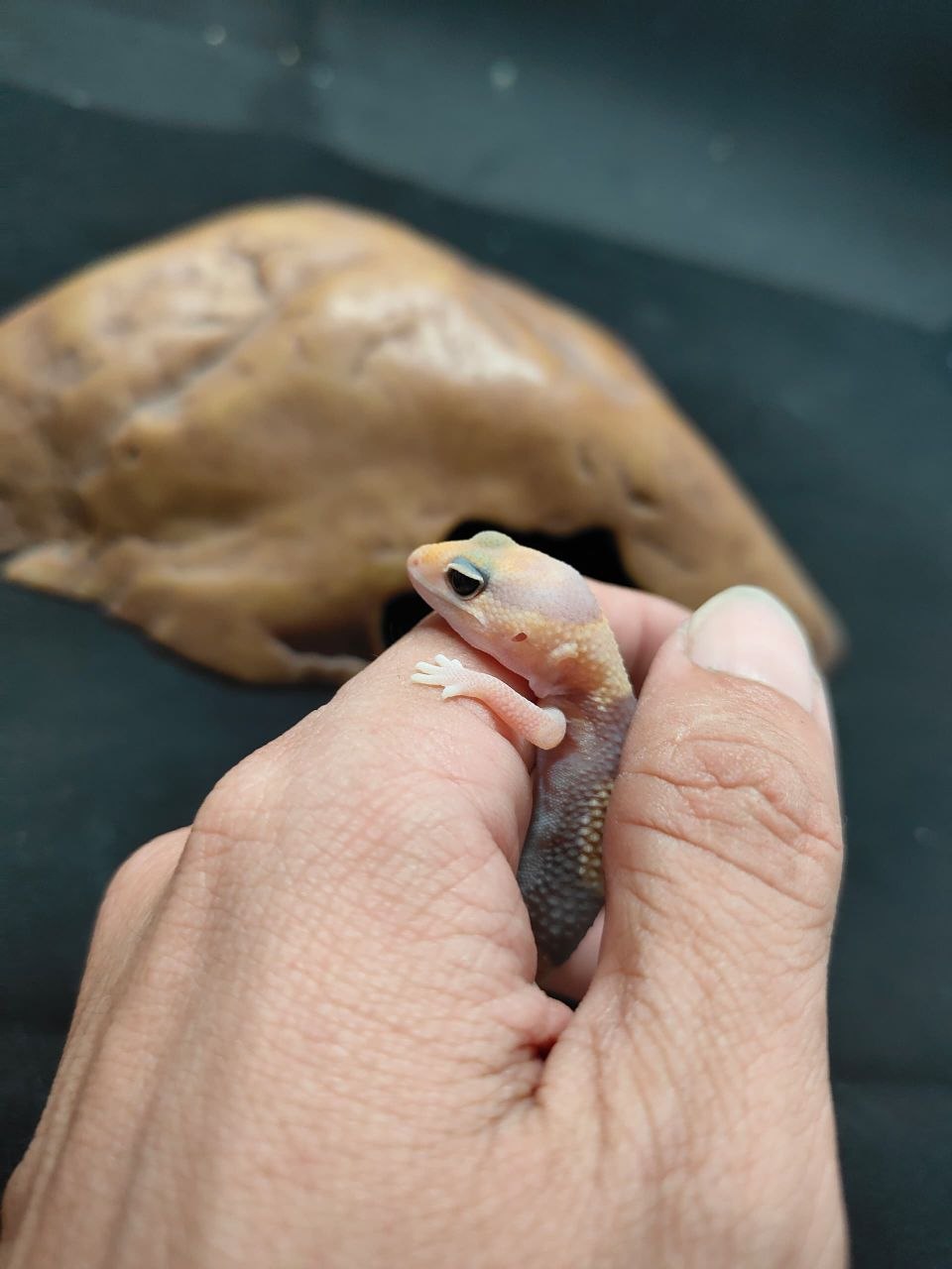 African Fat-Tailed Gecko
