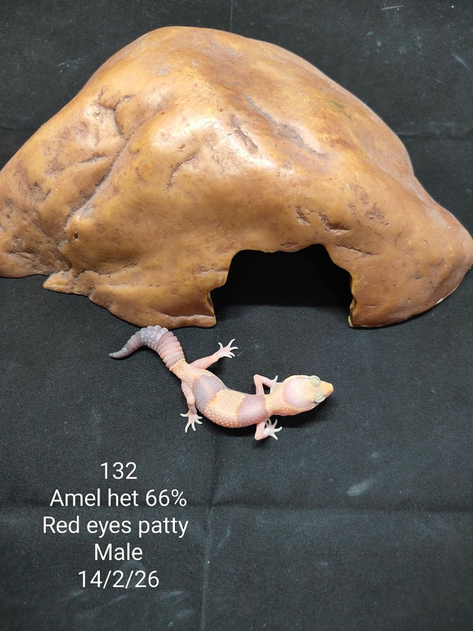 African Fat-Tailed Gecko
