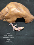 African Fat-Tailed Gecko