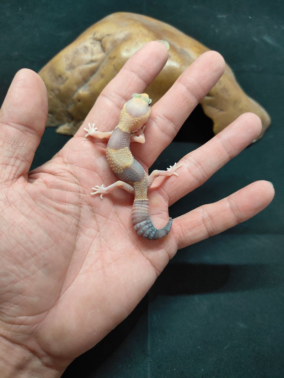 African Fat-Tailed Gecko