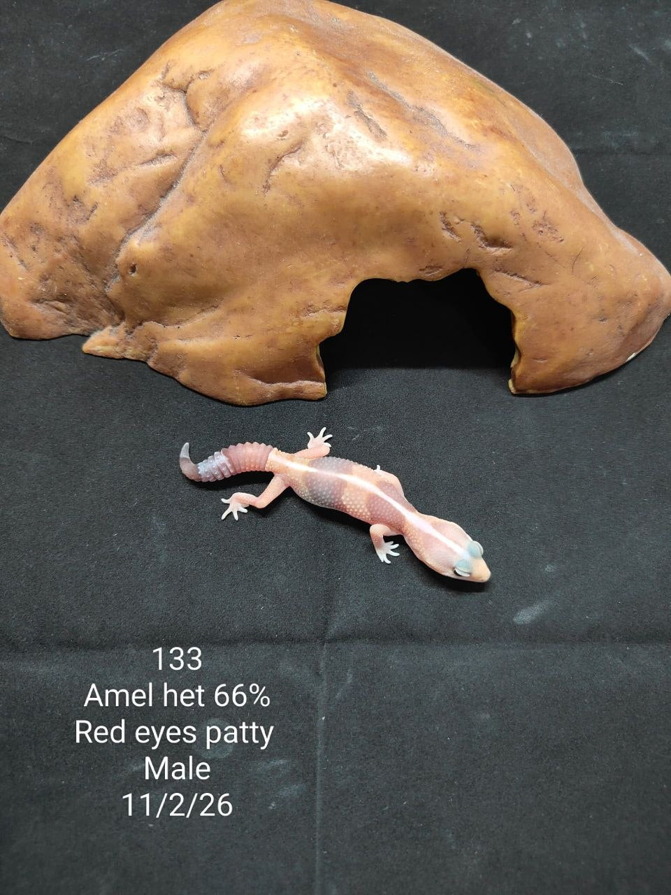 African Fat-Tailed Gecko