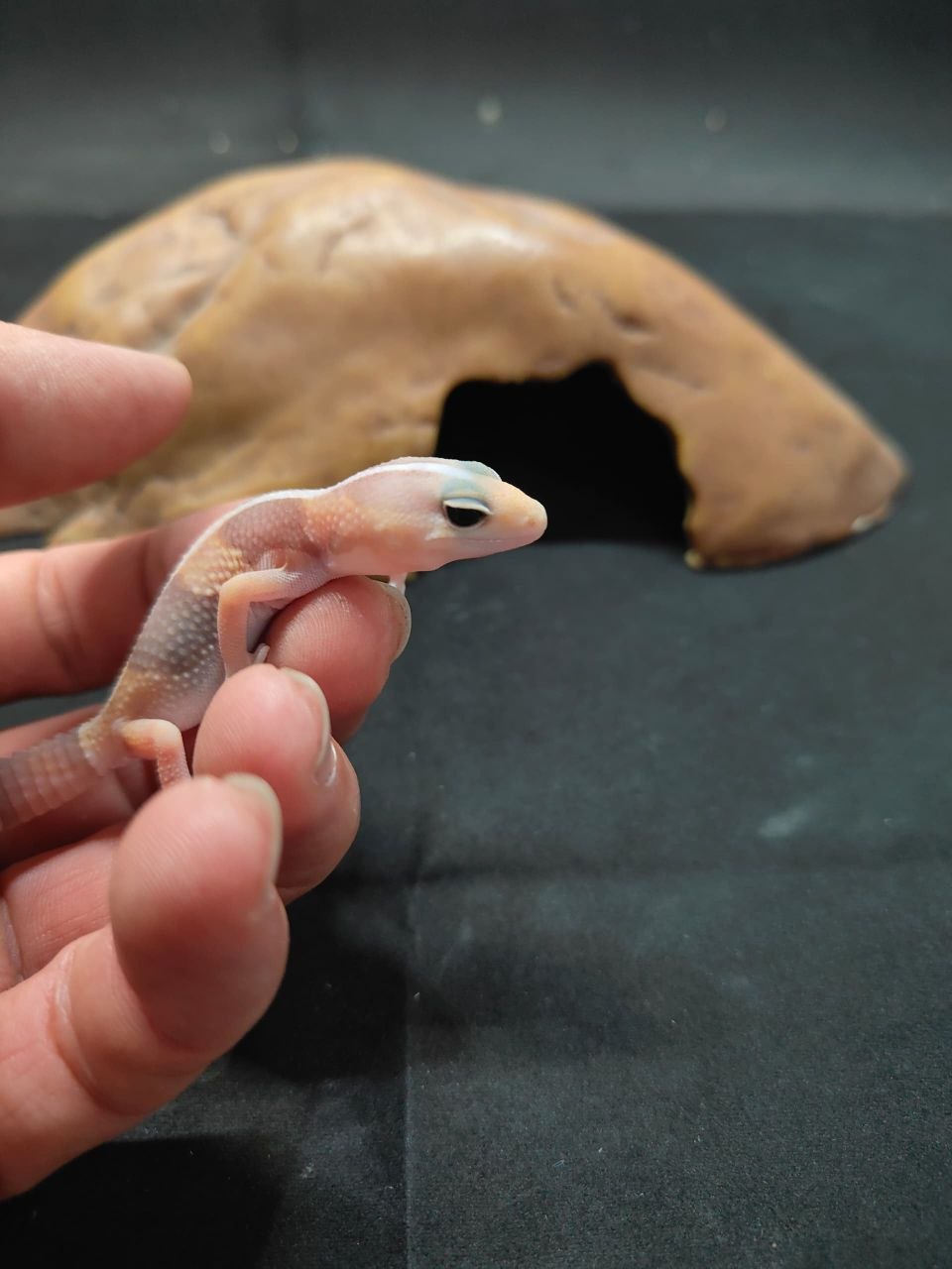 African Fat-Tailed Gecko