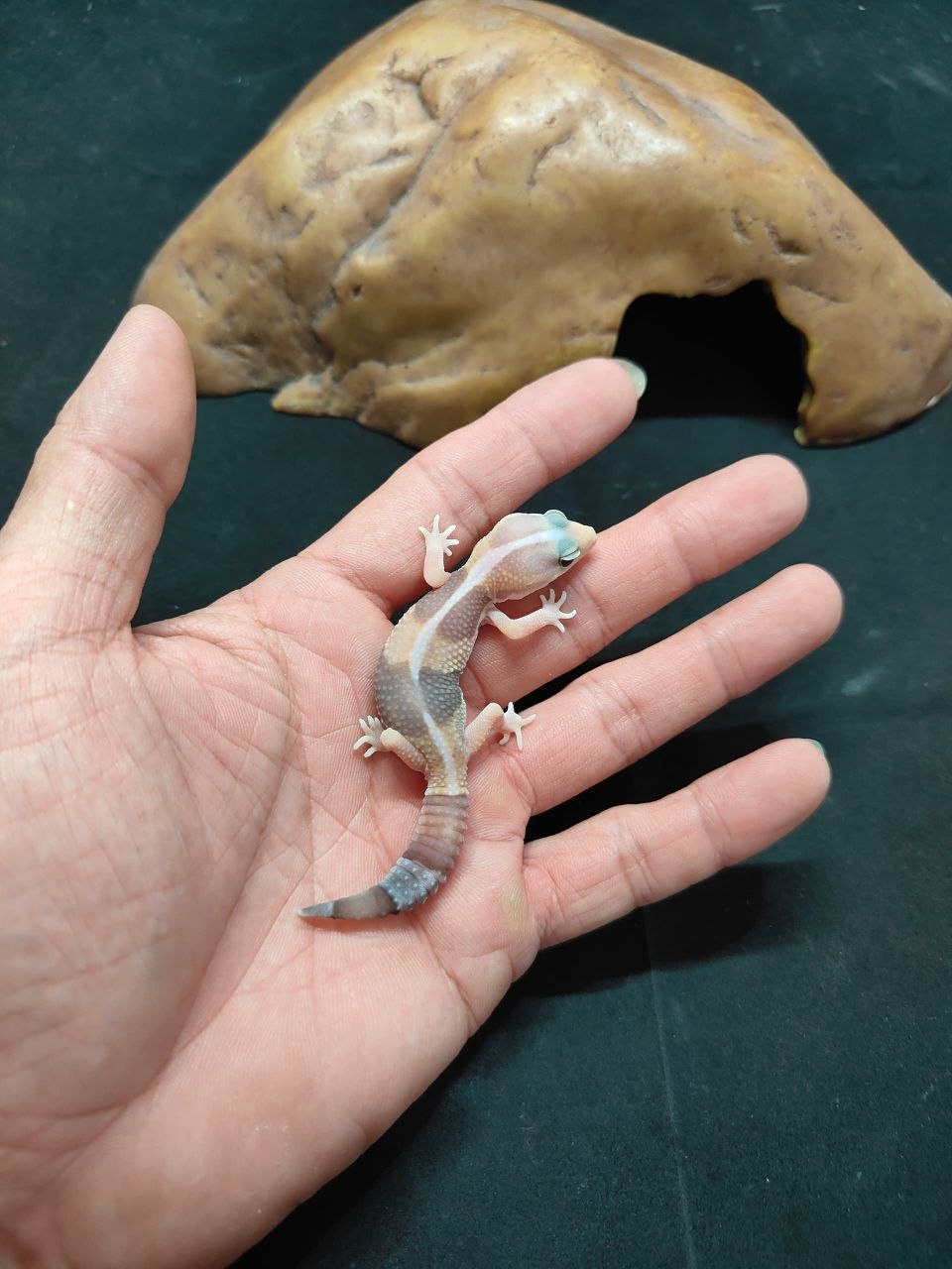 African Fat-Tailed Gecko