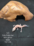 African Fat-Tailed Gecko