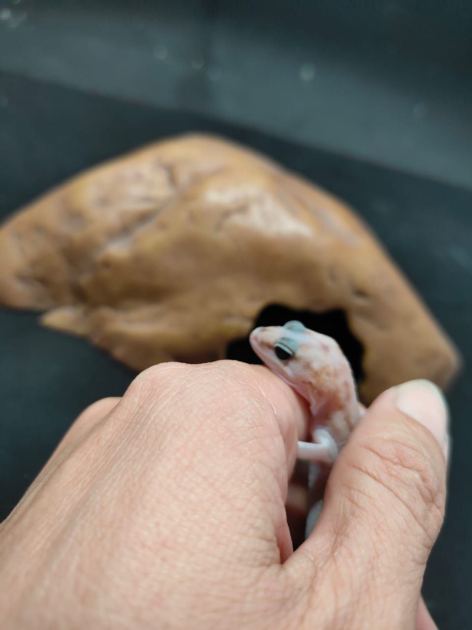 African Fat-Tailed Gecko