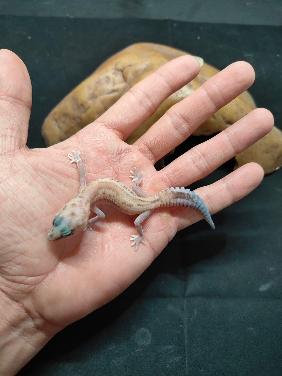 African Fat-Tailed Gecko