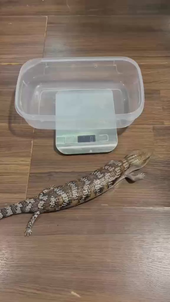 Blue tongue skink