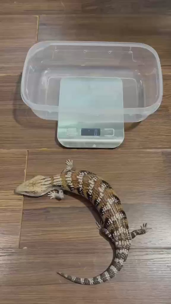 Blue tongue skink