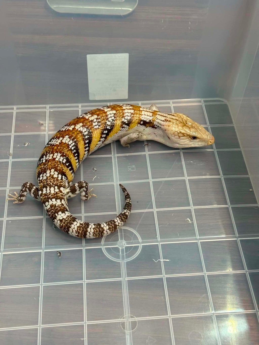 Blue tongue skink