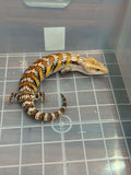 Blue tongue skink