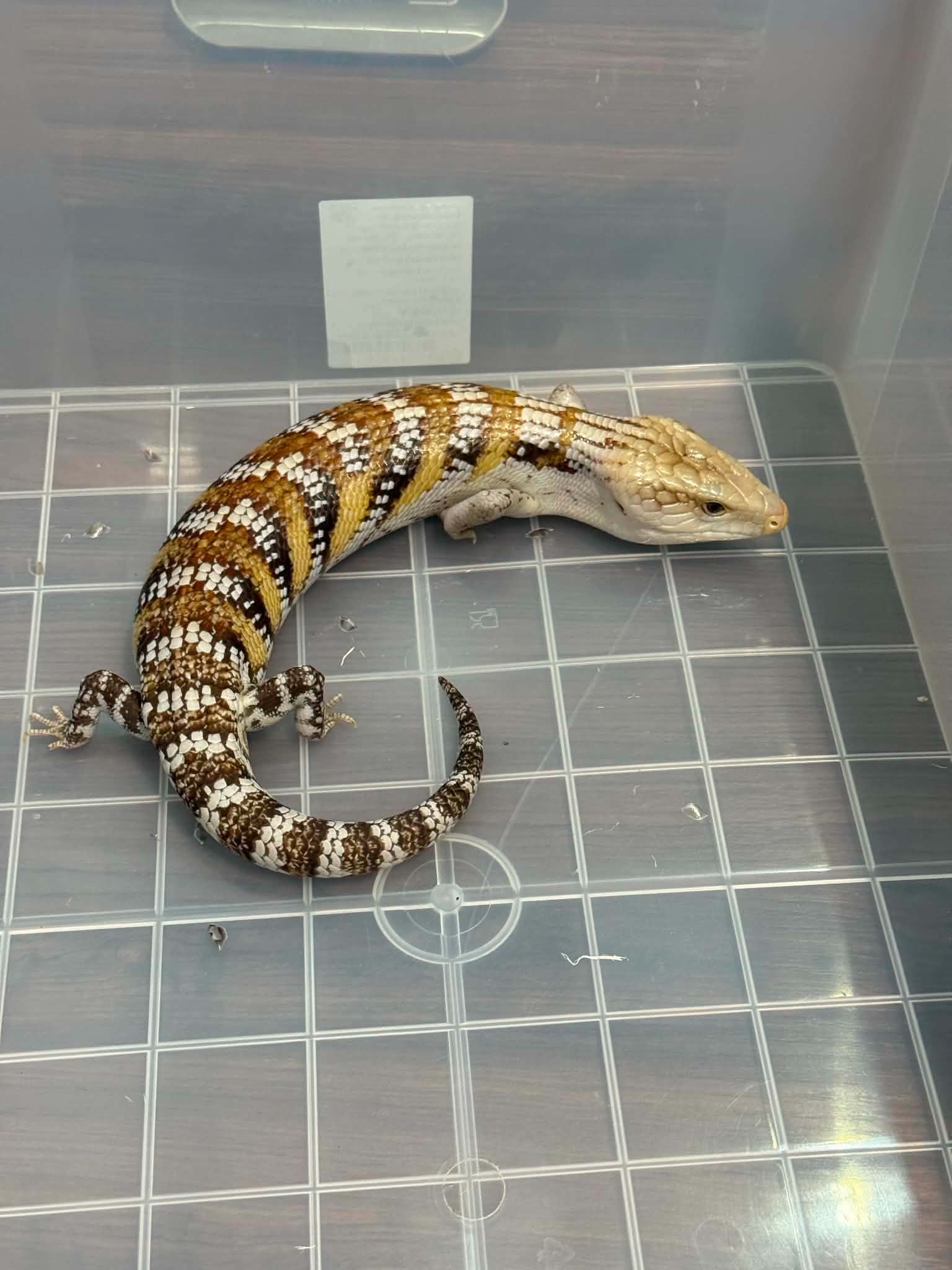Blue tongue skink