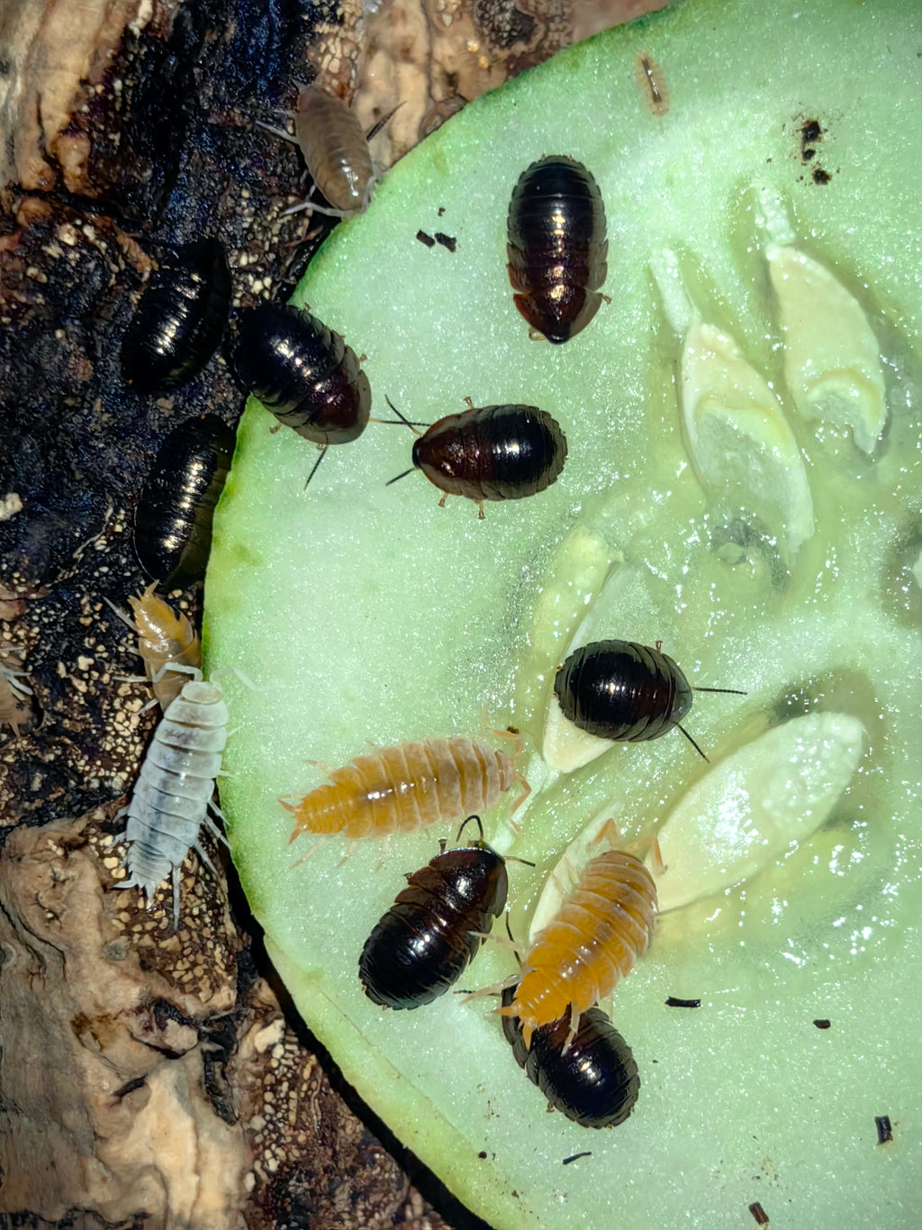 Emerald Roach (Baby Size)
