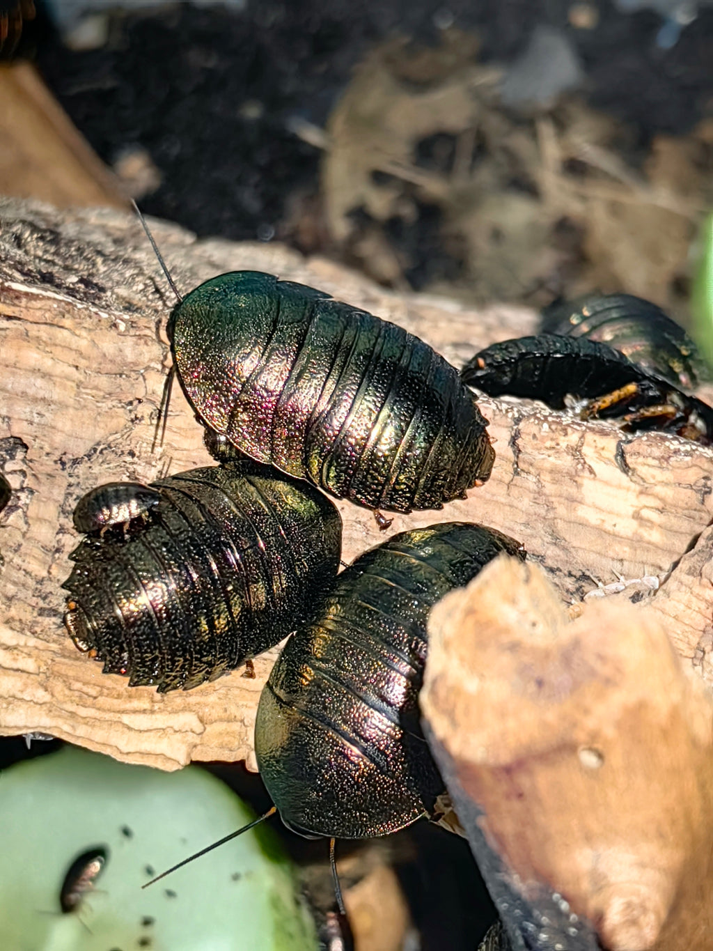 Emerald Roach (Baby Size)