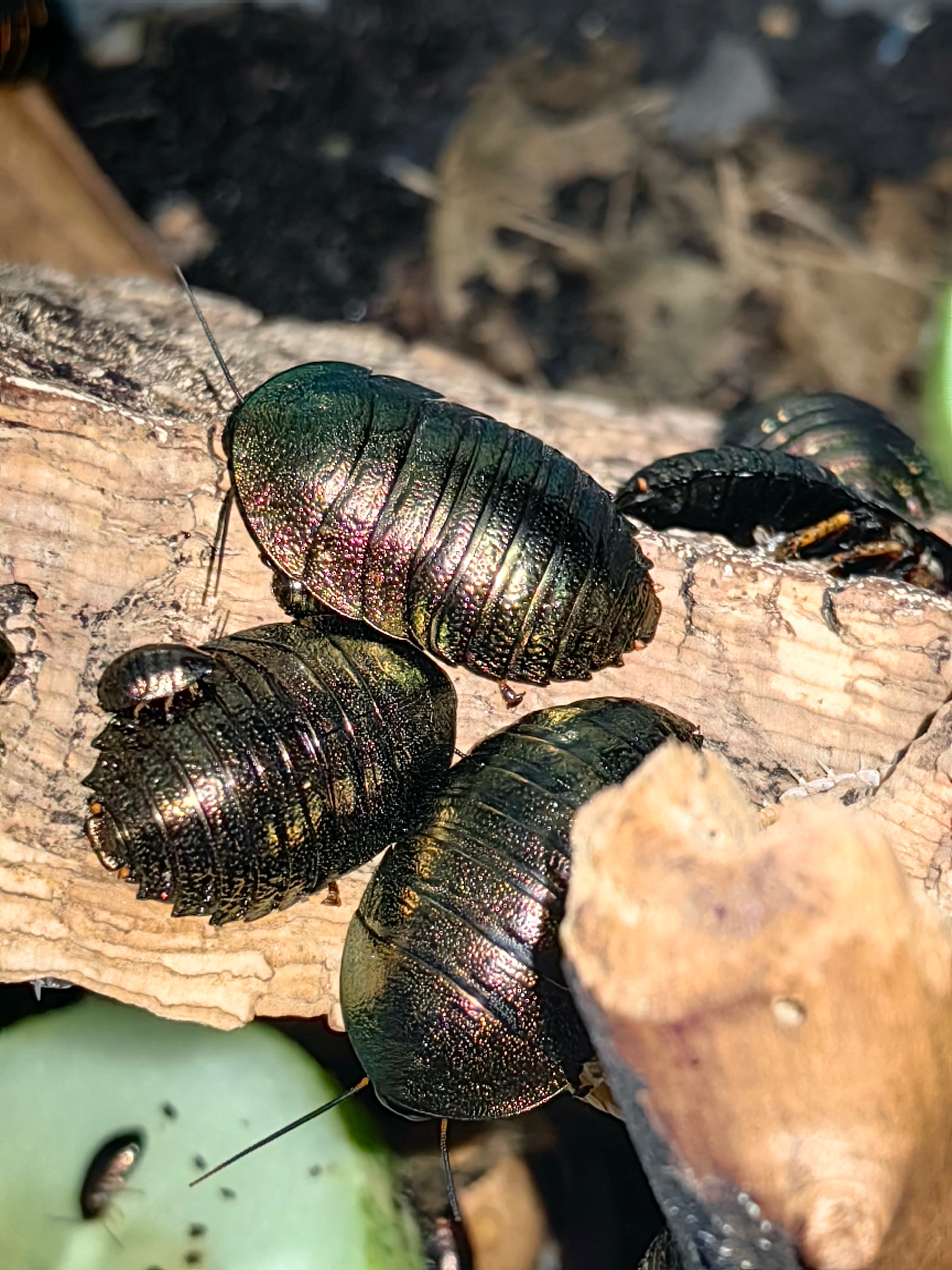 Emerald Roach (Baby Size)