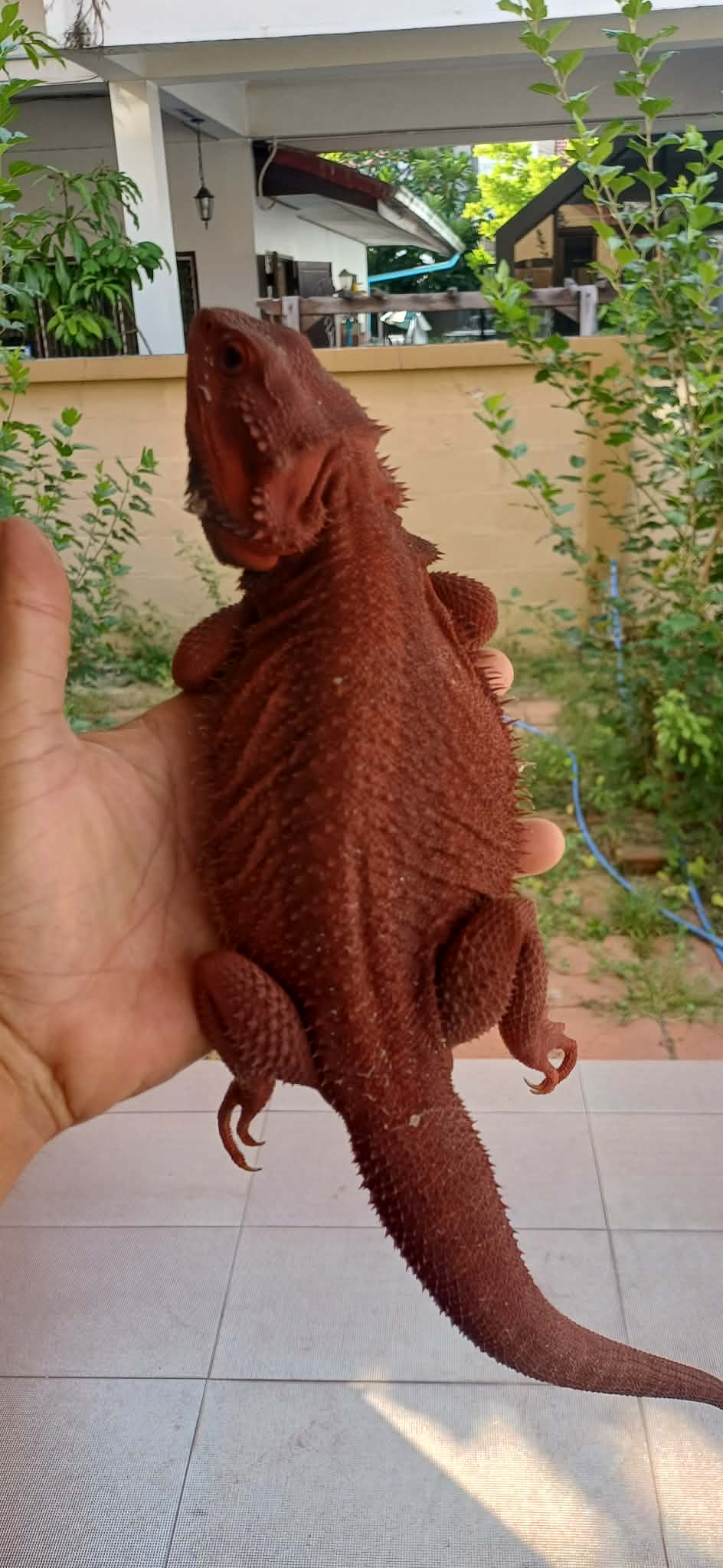 Bearded dragon