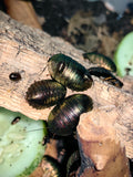 Emerald Roach (Baby Size)