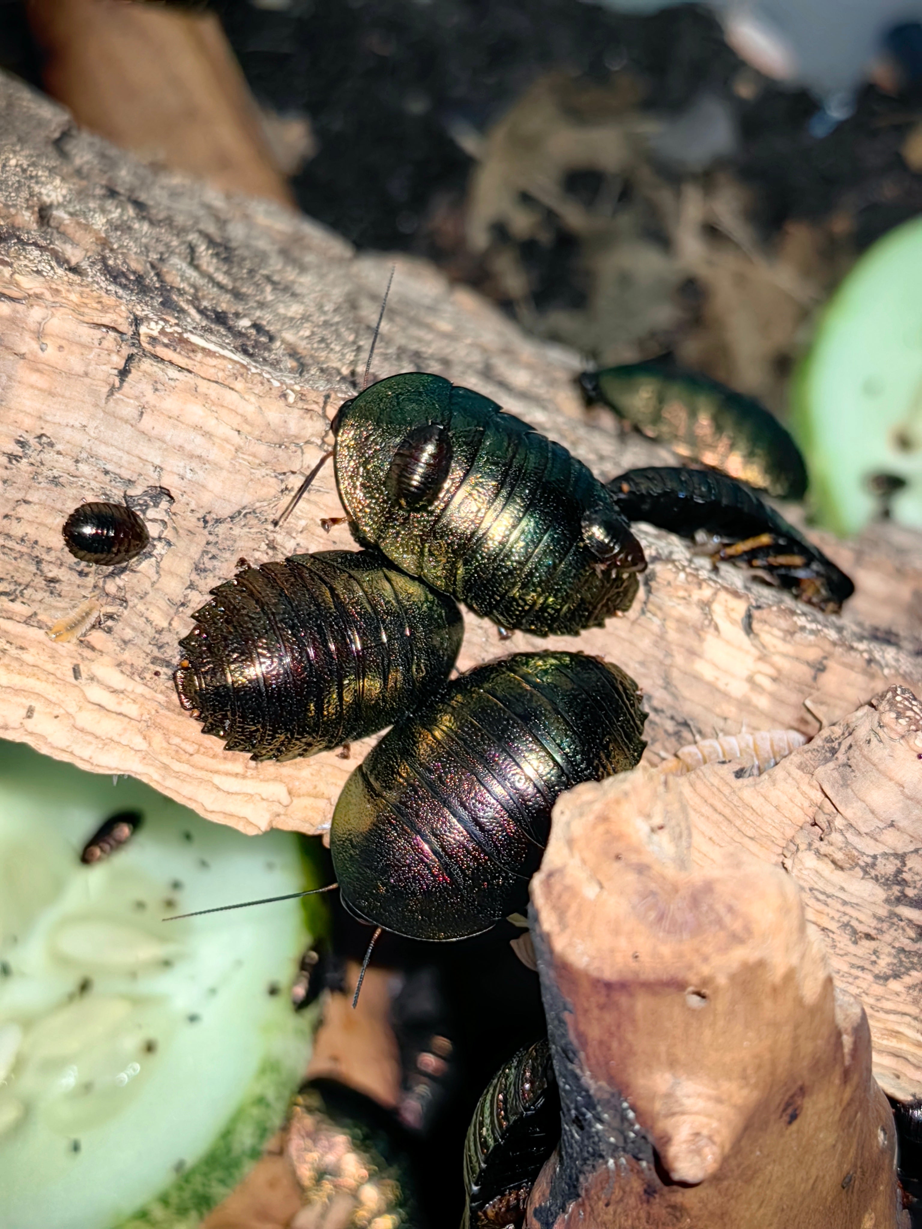 Emerald Roach (Baby Size)