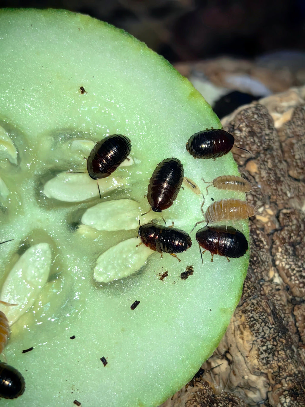 Emerald Roach (Baby Size)