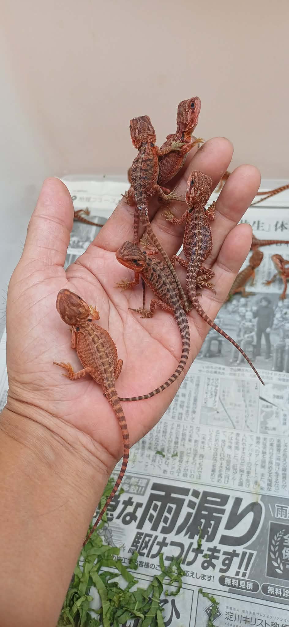 Bearded dragon