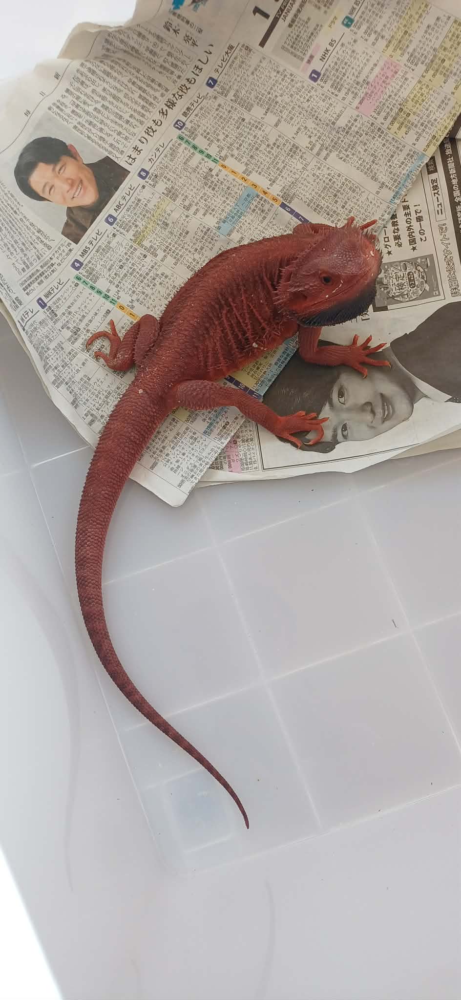Bearded dragon