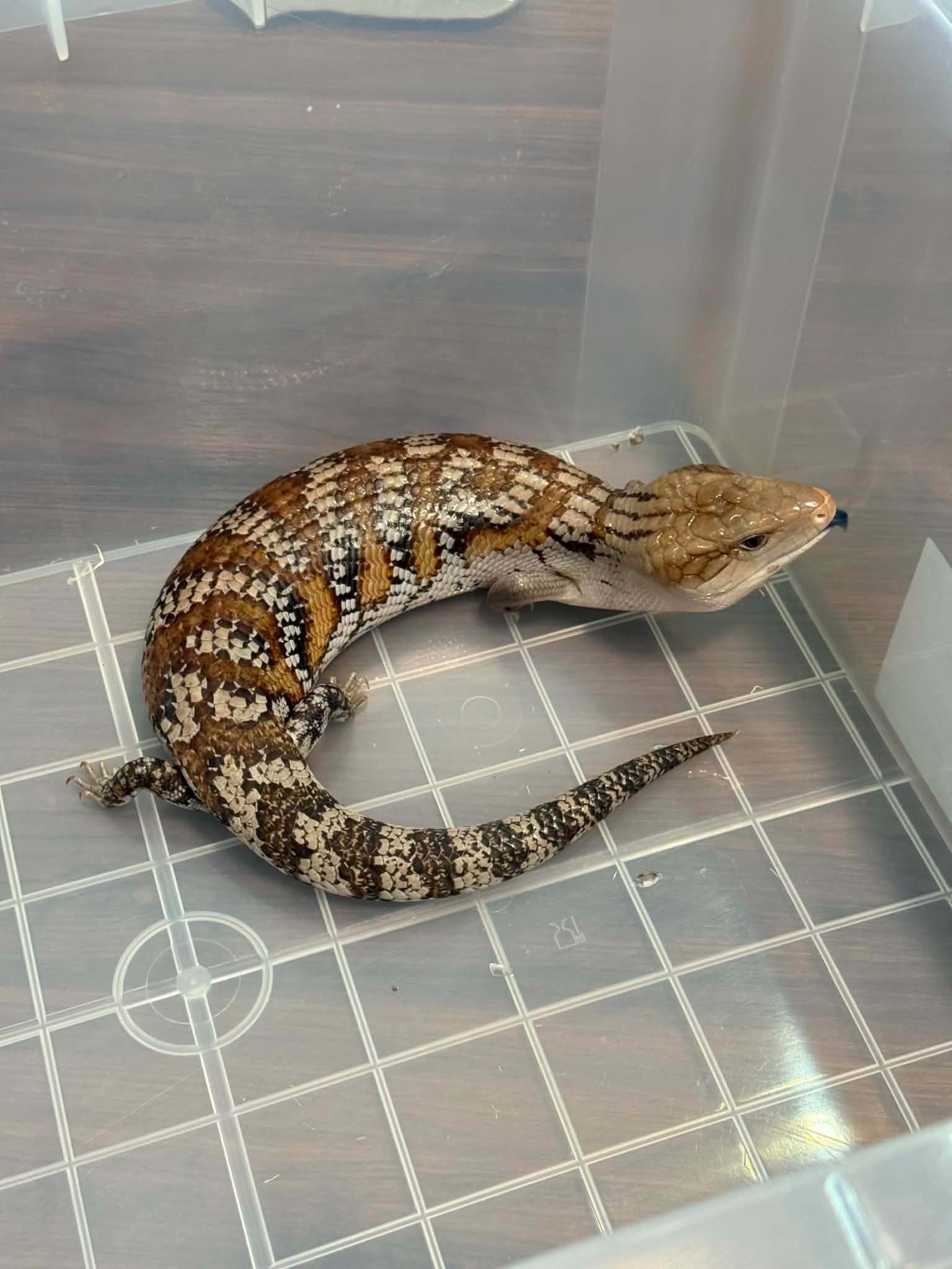 Blue tongue skink
