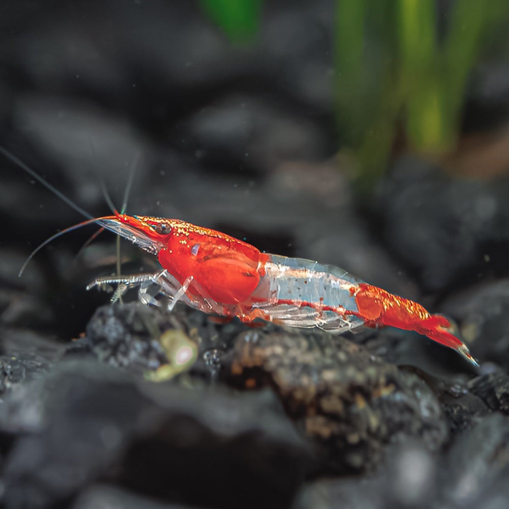 Red Rili