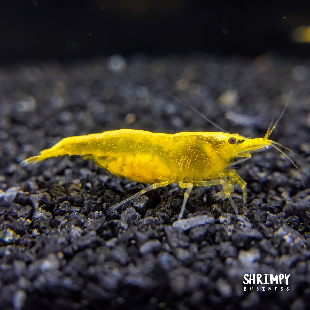 Yellow Golden Back